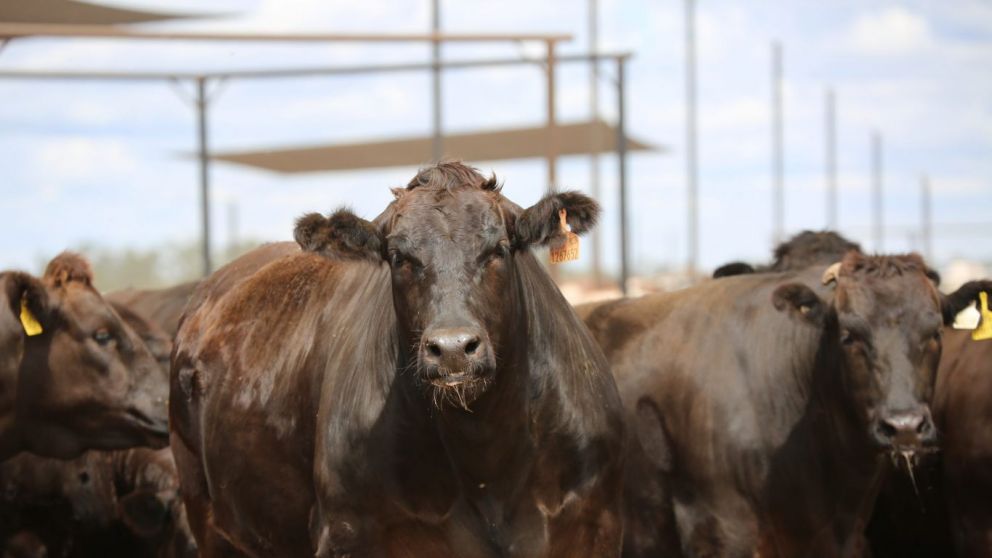 Shielding cattle from heat: Critical steps to avoid health risks