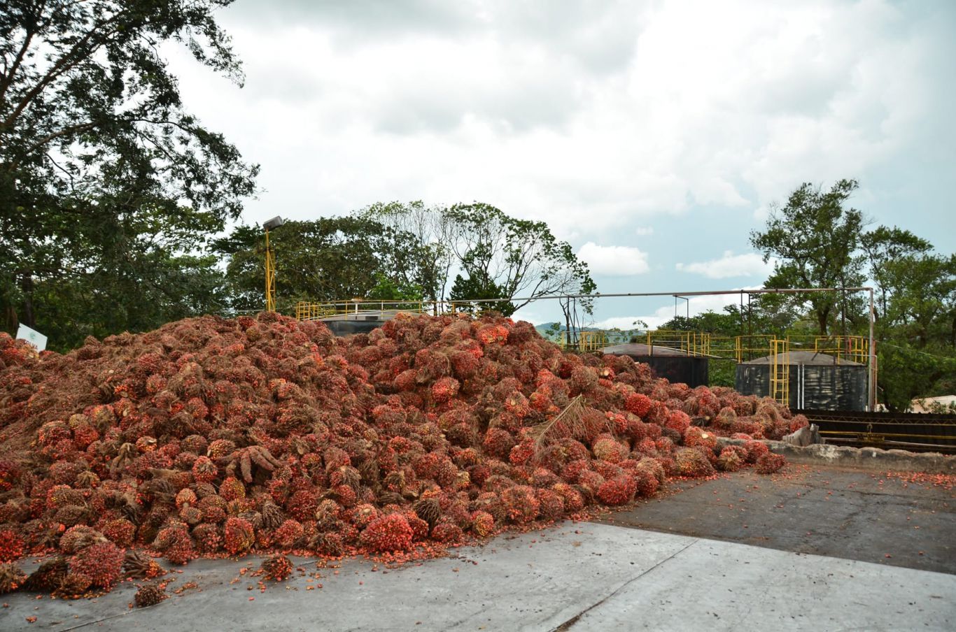 Récord agroexportador: ¿Qué está impulsando al campo colombiano hacia cifras históricas?