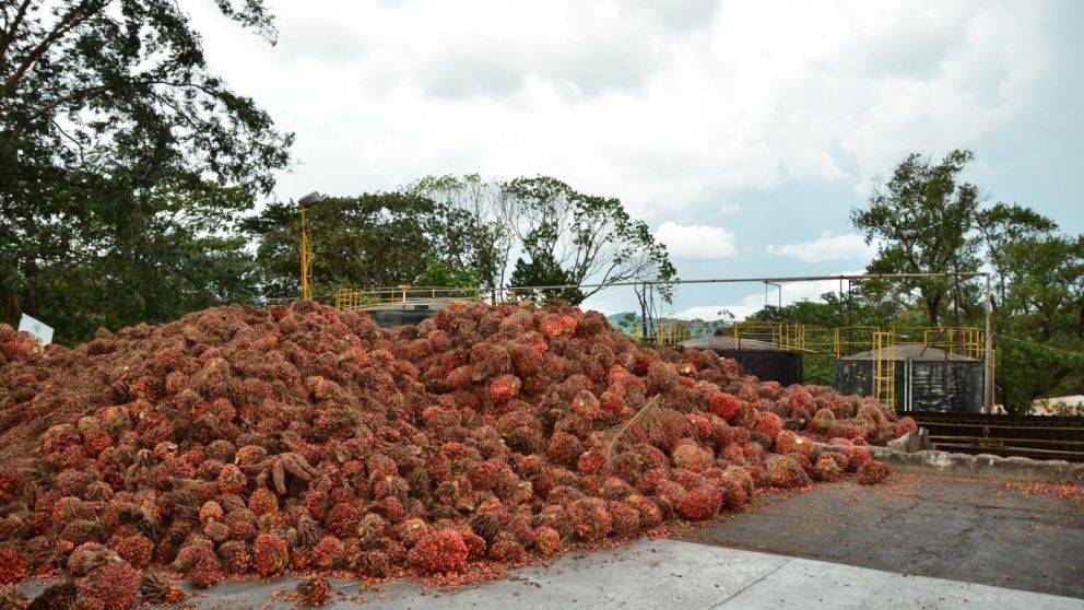 Rcord agroexportador: Qu est impulsando al campo colombiano hacia cifras histricas?