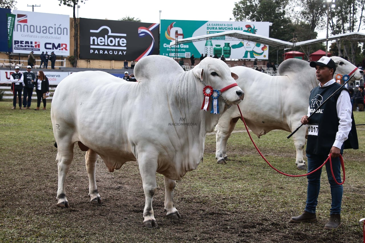 Genética bovina Paraguaya desembarca en Costa Rica: Revelación de un nuevo mercado de alto valor