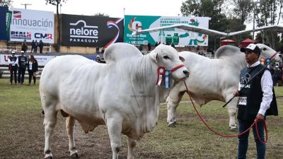 Genética bovina Paraguaya desembarca en Costa Rica: Revelación de un nuevo mercado de alto valor