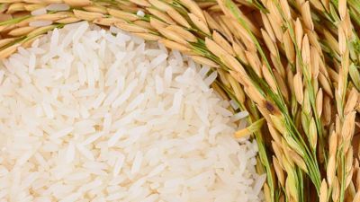 Récord mundial en producción de arroz: el mercado sorprende con estabilidad pese a tensiones geopolíticas