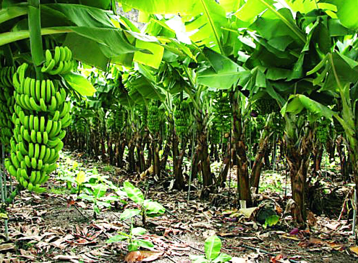 Cambures en Monagas: la diversidad frutal que sorprende al agro venezolano