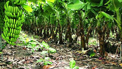 Cambures en Monagas: la diversidad frutal que sorprende al agro venezolano