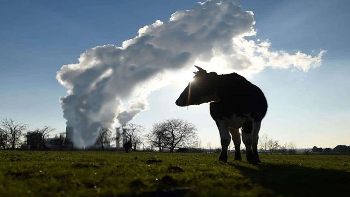 Progressive cattle producers: Uncover the game-changing strategies shaping beef's future