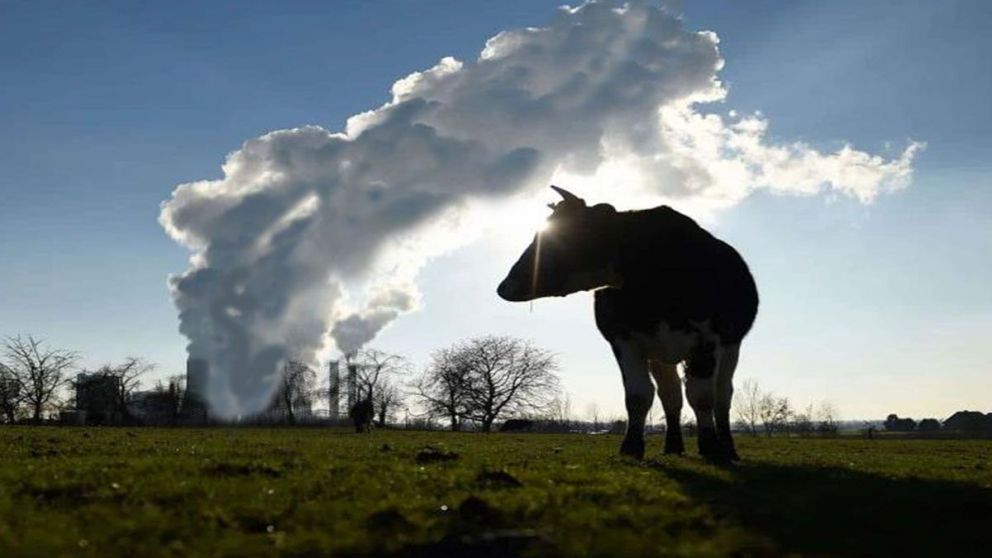 Progressive cattle producers: Uncover the game-changing strategies shaping beef's future