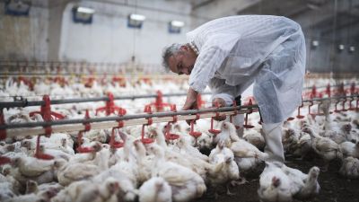 USDA weighs poultry vaccination plan to combat bird flu and support producers