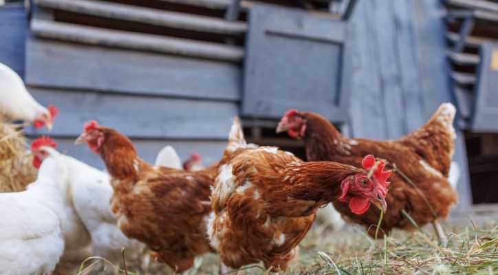 USDA weighs poultry vaccination plan to combat bird flu and support producers