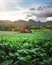 Tecnología y cooperación: Italia impulsa el renacer agropecuario en Cuba
