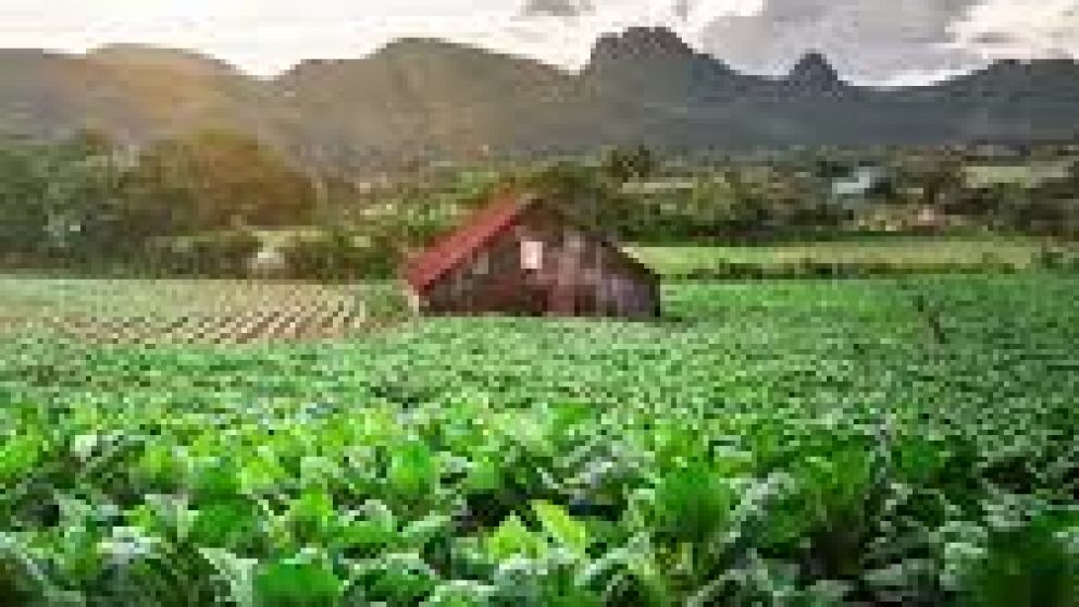 Tecnologa y cooperacin: Italia impulsa el renacer agropecuario en Cuba