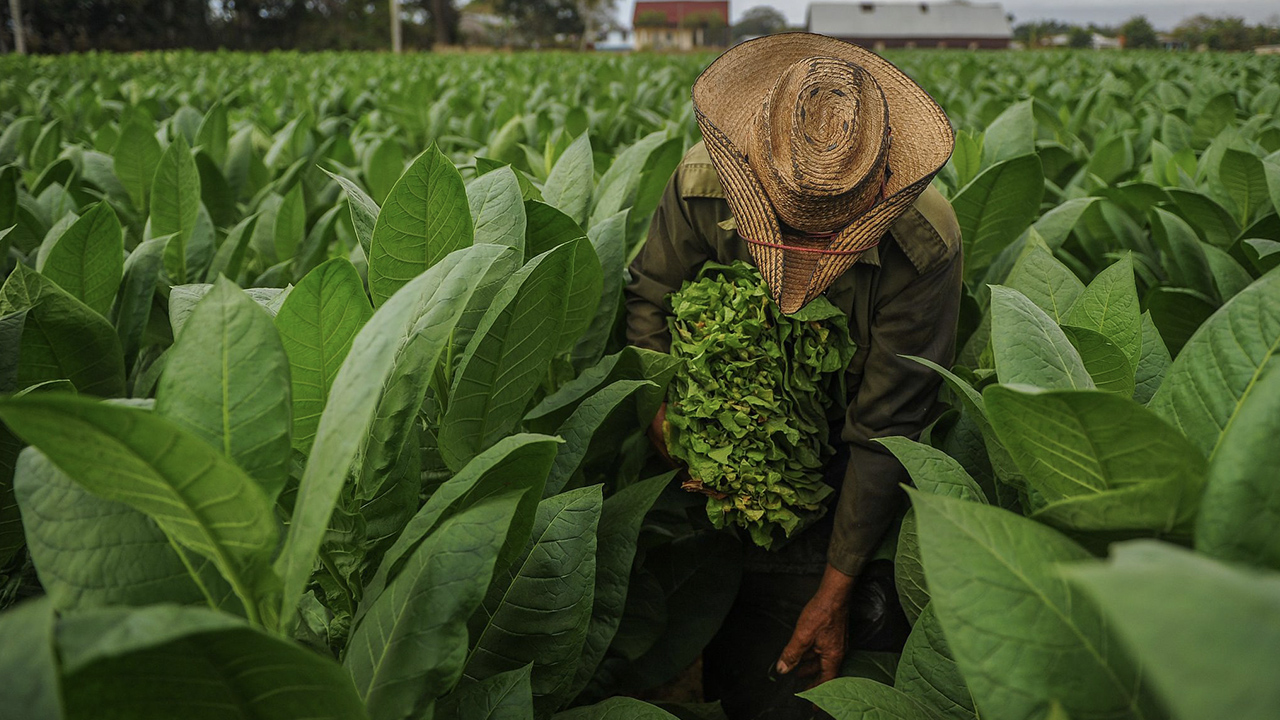 Entre desafíos y tradición: la industria tabacalera cubana muestra signos de recuperación