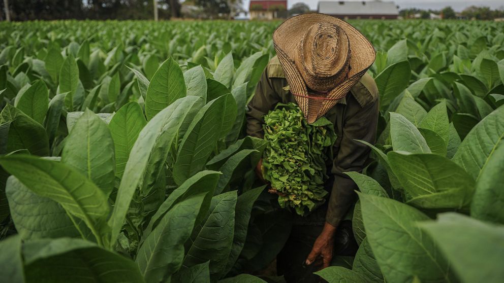 Entre desafos y tradicin: la industria tabacalera cubana muestra signos de recuperacin