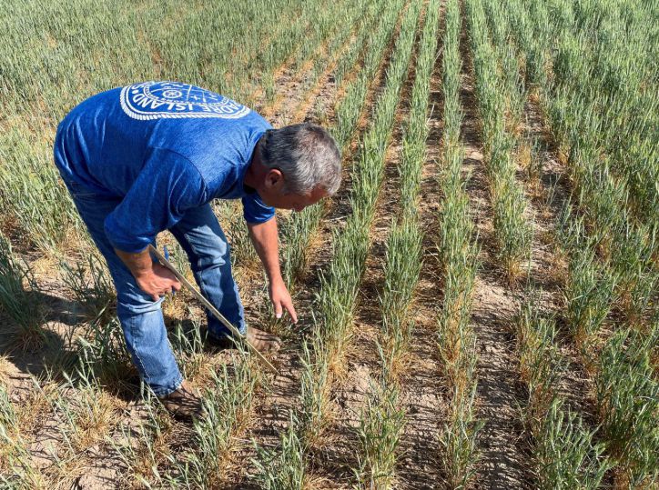 Historic drought pushes up coffee, wheat and beef prices