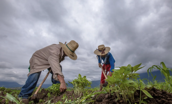 Clima y agricultura en El Salvador: alerta por variabilidad pluviométrica afecta cultivos clave
