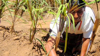 FAO alerta sobre desafíos y oportunidades para la seguridad alimentaria en El Salvador