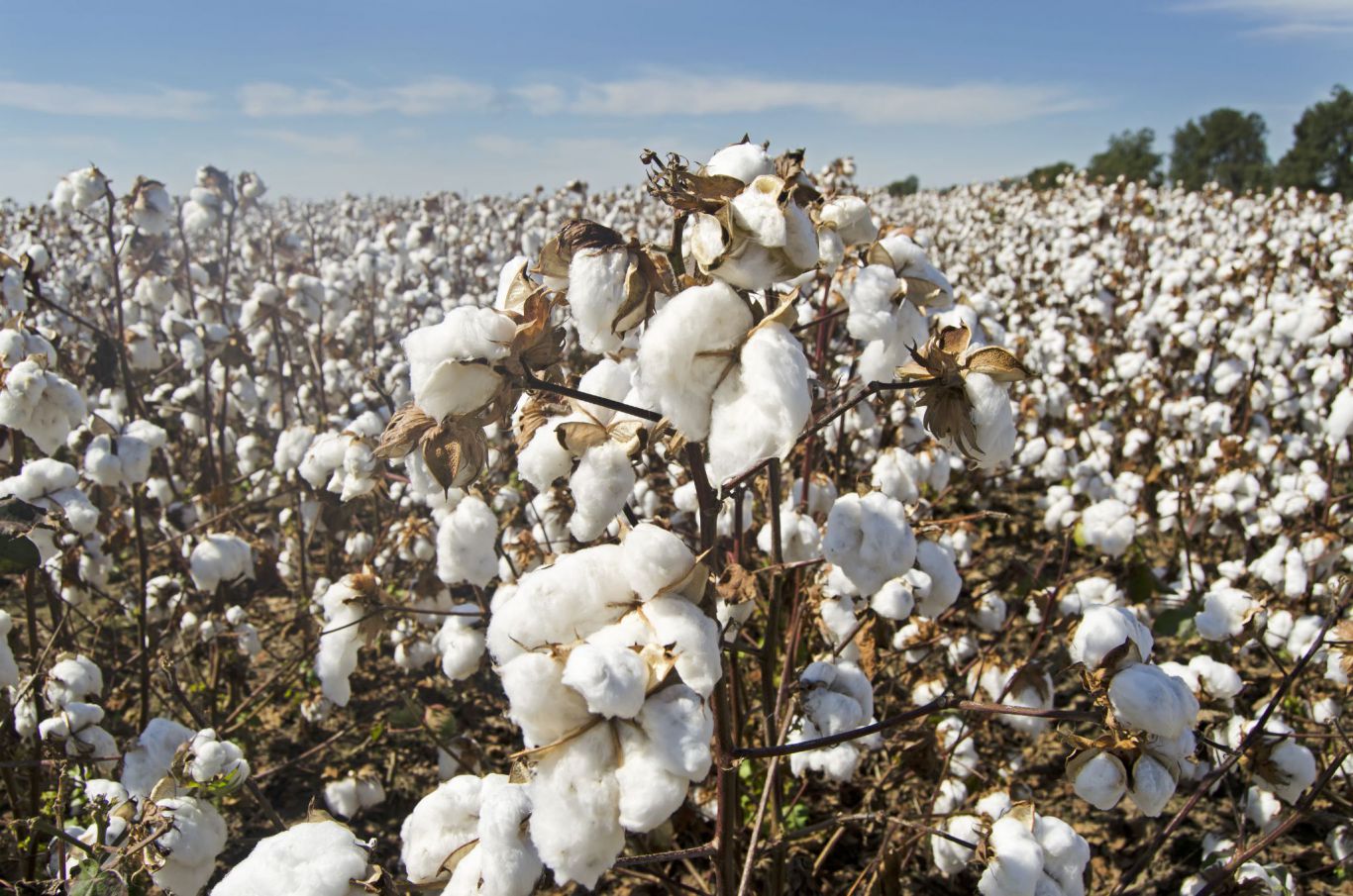 Brasil inicia la cosecha de algodón, pero el mercado se muestra cauteloso