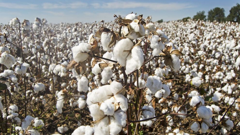 Brasil inicia la cosecha de algodn, pero el mercado se muestra cauteloso