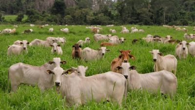 Alerta sanitaria en el campo: Salmonella Dublin avanza en el ganado bovino y amenaza la producción