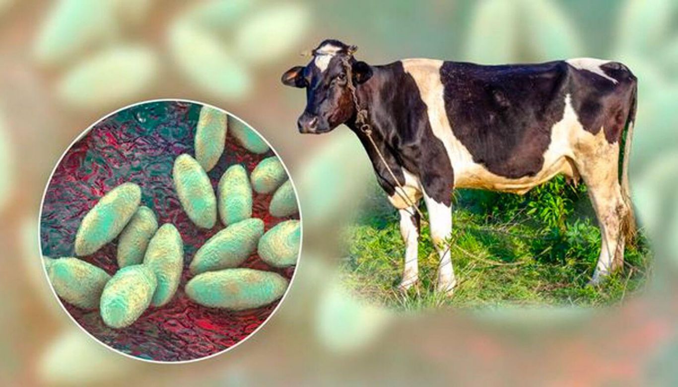 Colombia inmuniza más de 23 millones de animales contra la fiebre aftosa y refuerza su escudo sanitario