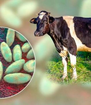 Colombia inmuniza más de 23 millones de animales contra la fiebre aftosa y refuerza su escudo sanitario