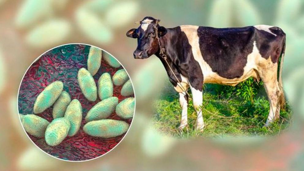 Colombia inmuniza ms de 23 millones de animales contra la fiebre aftosa y refuerza su escudo sanitario