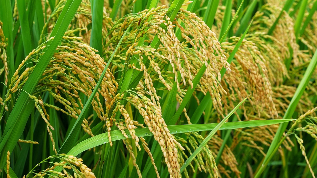 Uruguay fija precio provisorio para el arroz de la zafra 2024-25: US$ 11,05 por bolsa