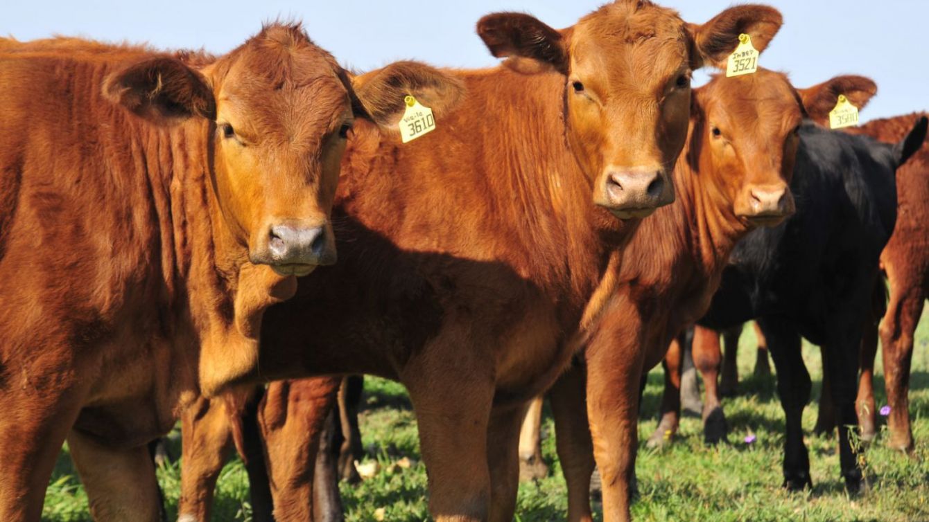 Precio del ganado: la inestabilidad que frena la recuperación bovina en Paraguay