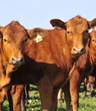 Precio del ganado: la inestabilidad que frena la recuperación bovina en Paraguay