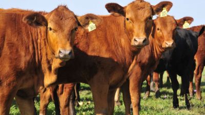 Precio del ganado: la inestabilidad que frena la recuperación bovina en Paraguay