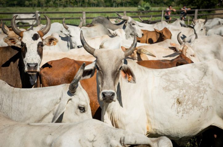 Precio del ganado: la inestabilidad que frena la recuperación bovina en Paraguay