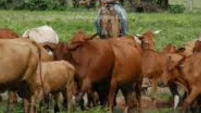 Fedeagro alerta sobre la reducción de tierras sembradas en Venezuela