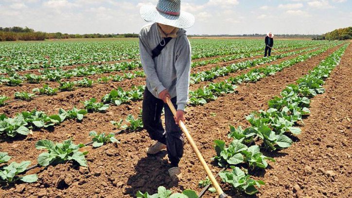 Fedeagro alerta sobre la reducción de tierras sembradas en Venezuela