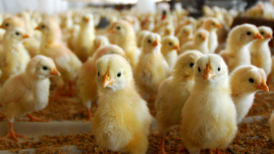 Fenavi destaca importancia de la avicultura en la economía venezolana