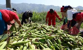 INIA realiza jornadas científico-divulgativas para fortalecer el conocimiento agrícola