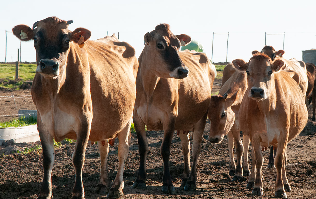 Carne ovina uruguaya rompe récord: supera los US$ 8.200 por tonelada gracias al empuje del mercado israelí