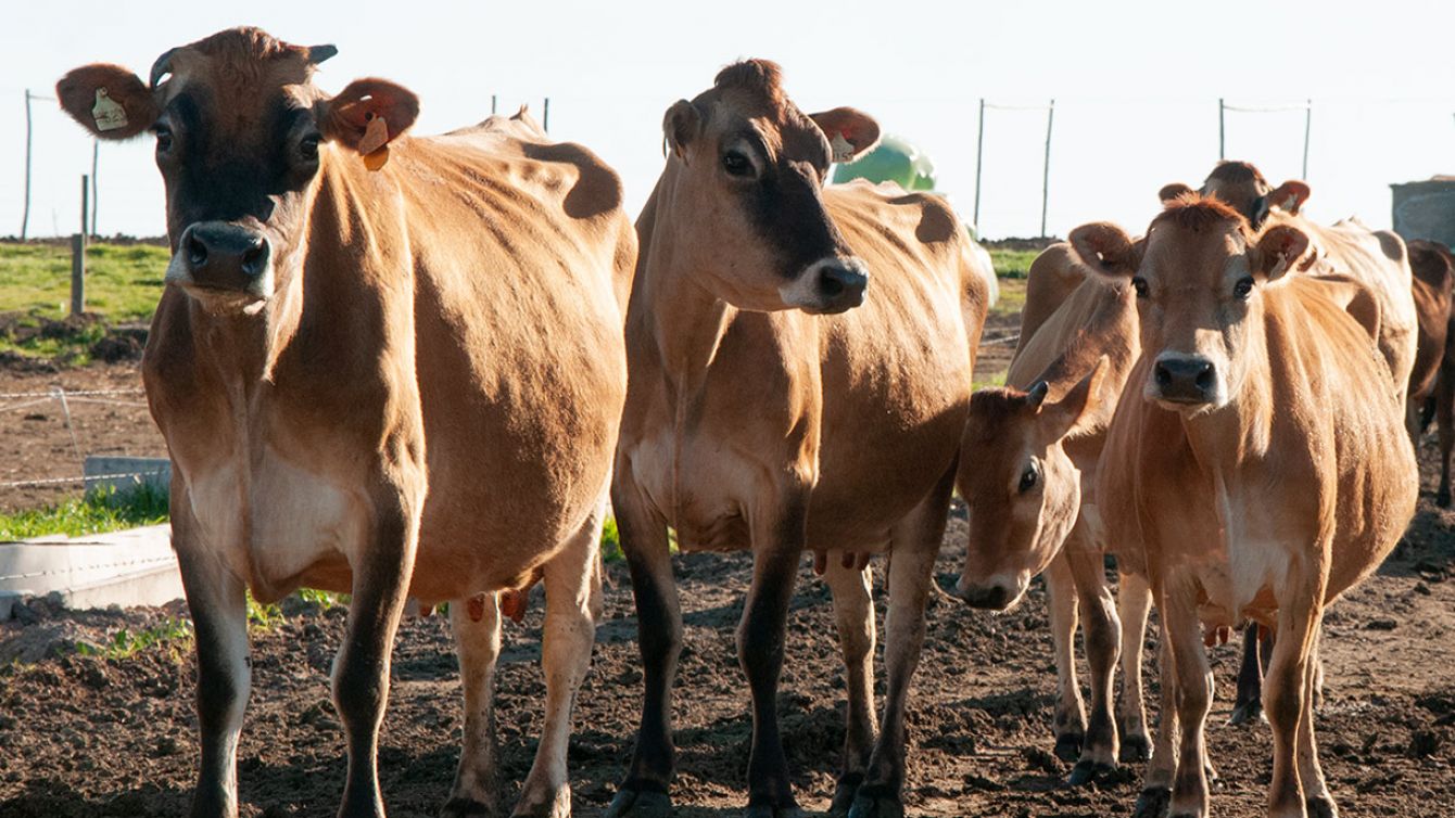 Carne ovina uruguaya rompe récord: supera los US$ 8.200 por tonelada gracias al empuje del mercado israelí