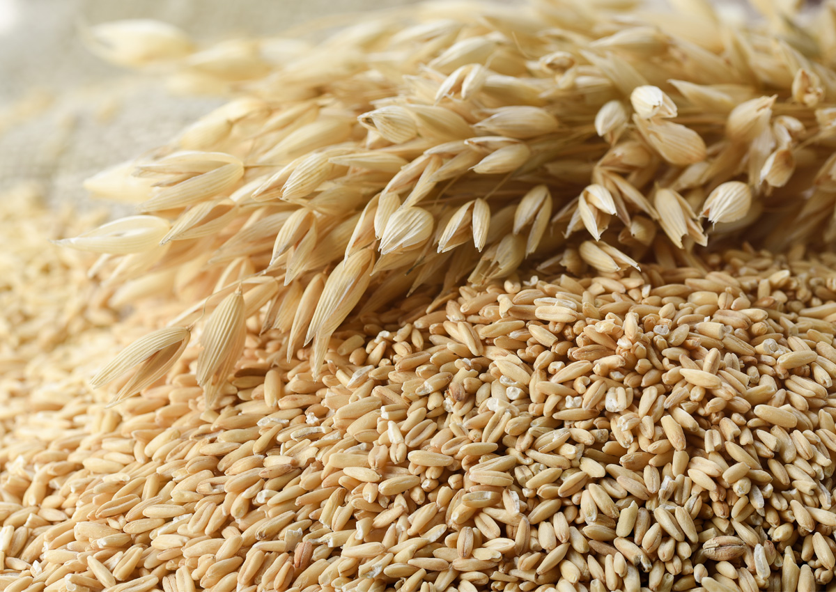 La avena se impone en el mercado: el cultivo de invierno que cierra su siembra con precios récord