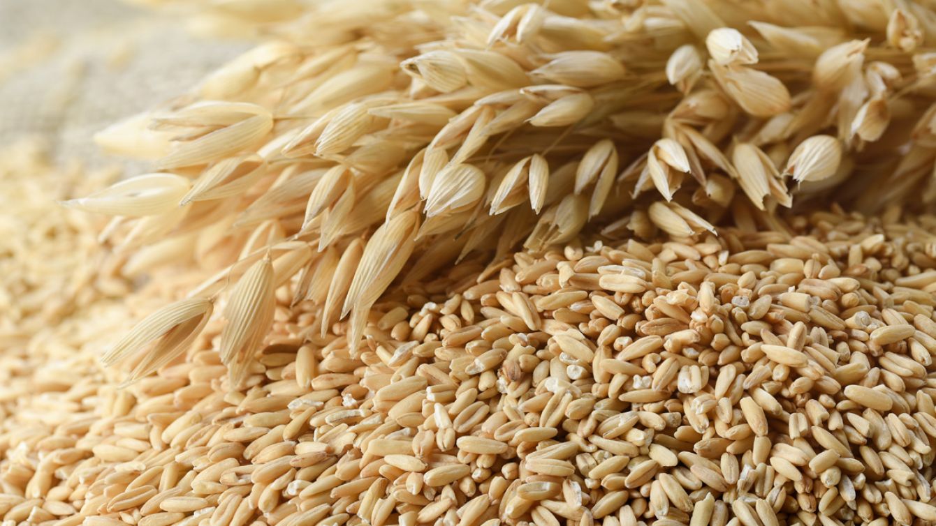 La avena se impone en el mercado: el cultivo de invierno que cierra su siembra con precios récord