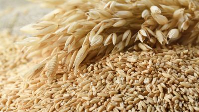 La avena se impone en el mercado: el cultivo de invierno que cierra su siembra con precios récord