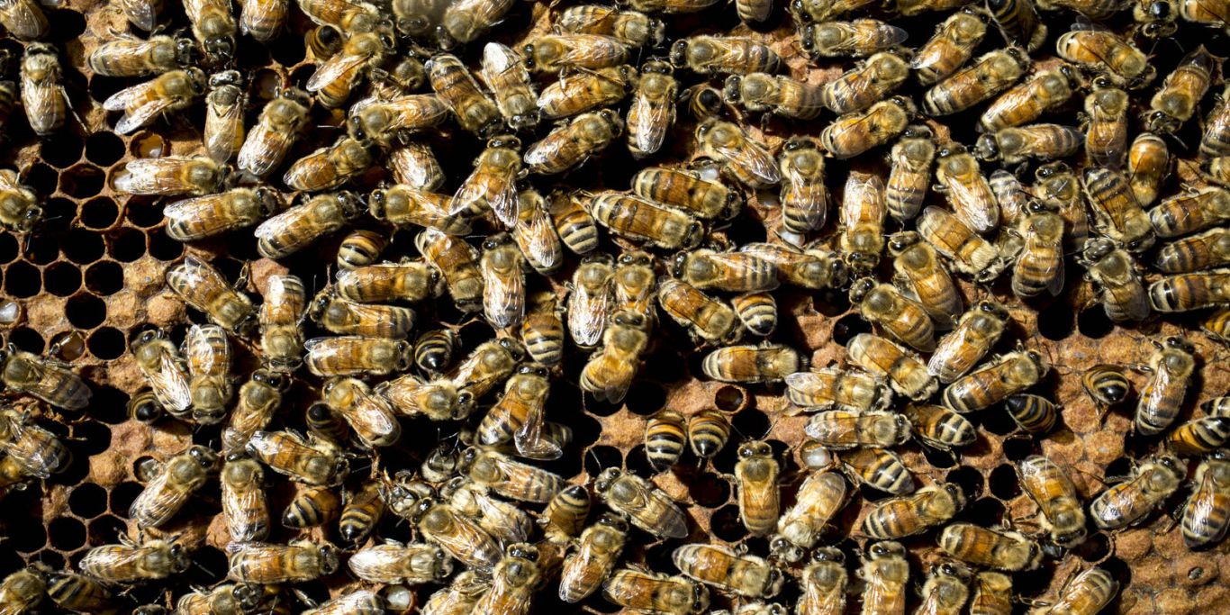 Silent Invasion: Killer bees are swarming across the U.S.-are you next?
