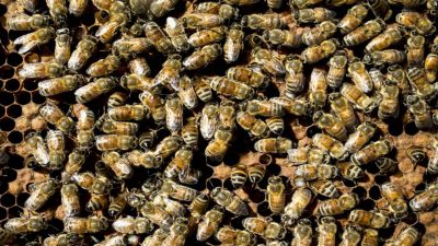 Silent Invasion: Killer bees are swarming across the U.S.-are you next?