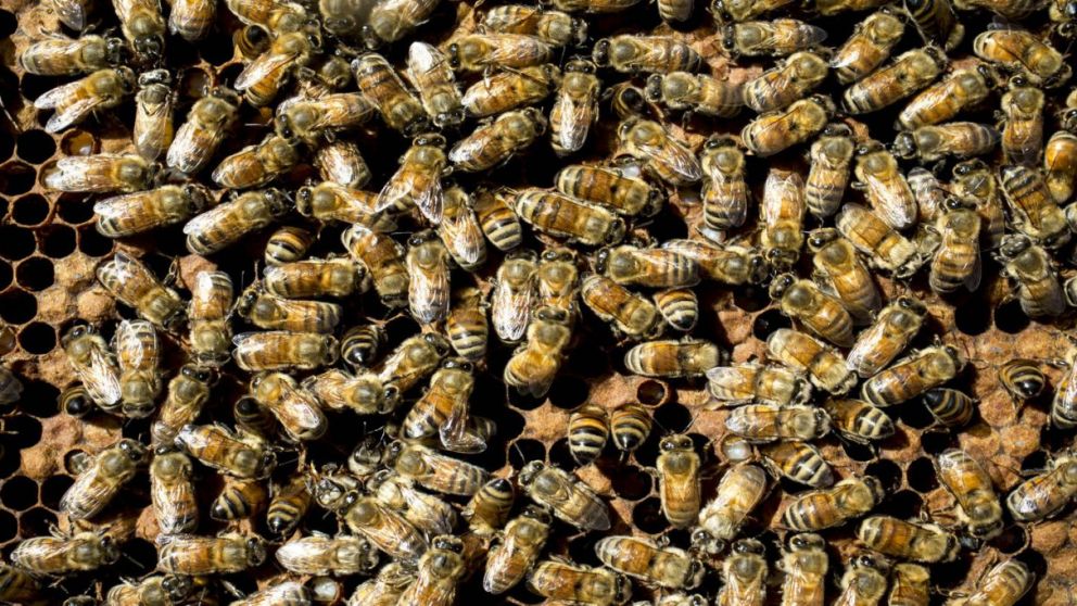 Silent Invasion: Killer bees are swarming across the U.S.-are you next?