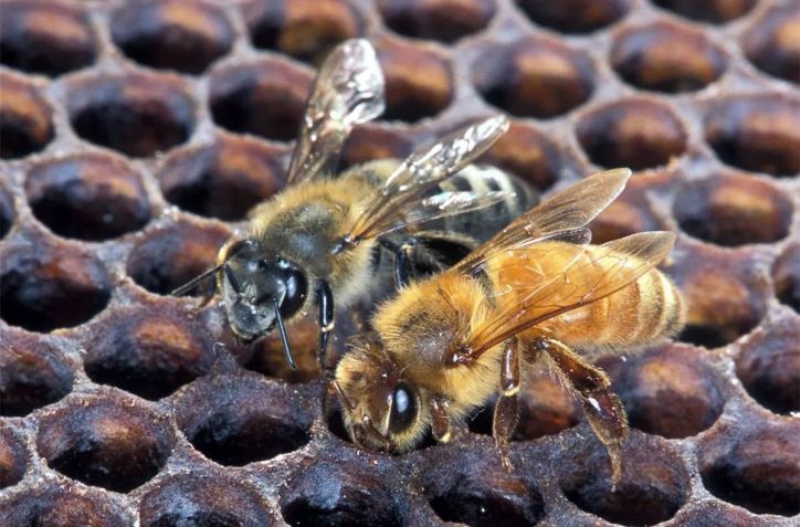 Silent Invasion: Killer bees are swarming across the U.S.-are you next?