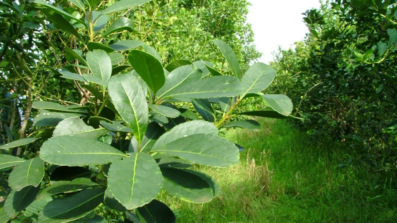 Yerba Mate: el ritual argentino que seduce al mundo