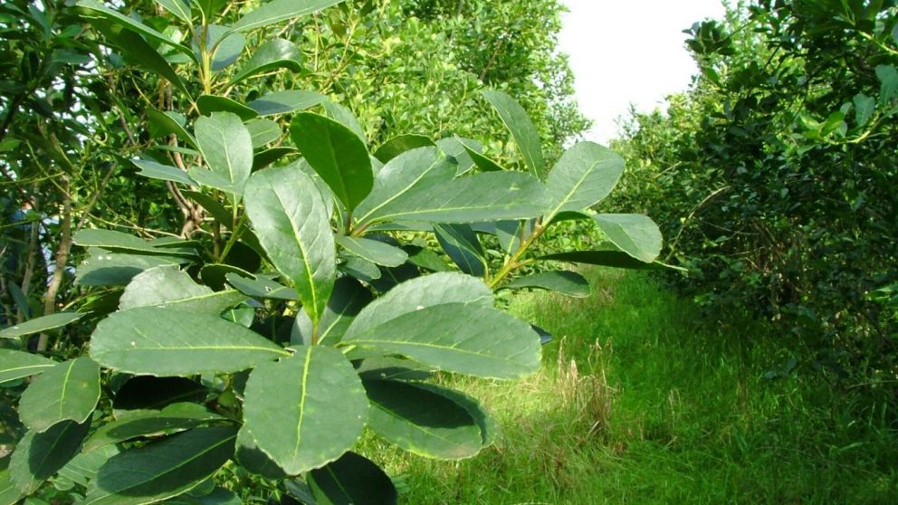 Yerba Mate: el ritual argentino que seduce al mundo