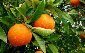 La naranja amarga: los precios caen en Brasil y el campo busca respuestas