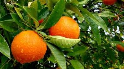La naranja amarga: los precios caen en Brasil y el campo busca respuestas