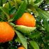 La naranja amarga: los precios caen en Brasil y el campo busca respuestas
