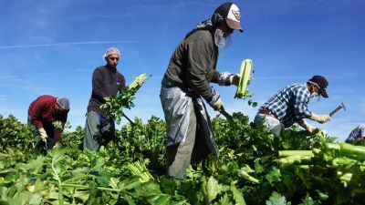 Trump plans executive order to protect long-term farmworkers from deportation as ICE raids threaten U.S. food supply and labor stability