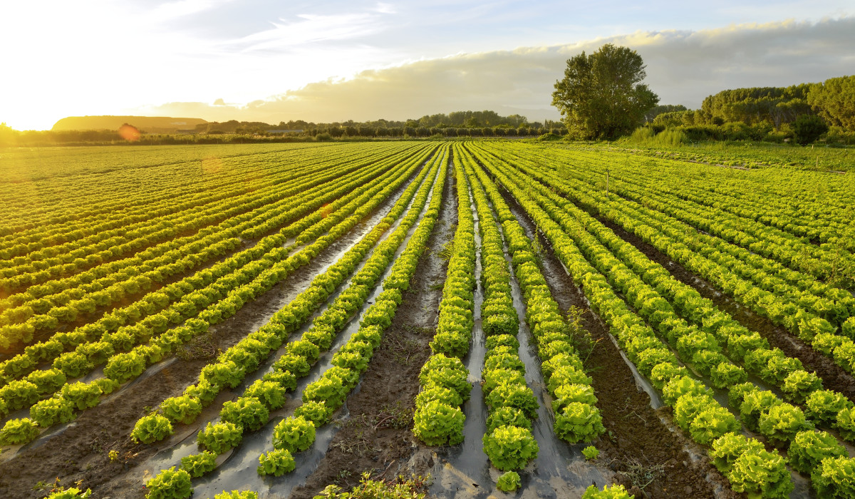 Brasil desarrolla probióticos de uso agrícola a partir de cepas avícolas: innovación para suelos más sanos y cultivos más fuertes
